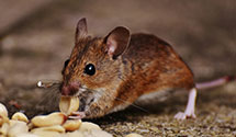 24 Hour & Emergency Exterminators in Taylorsville, NC